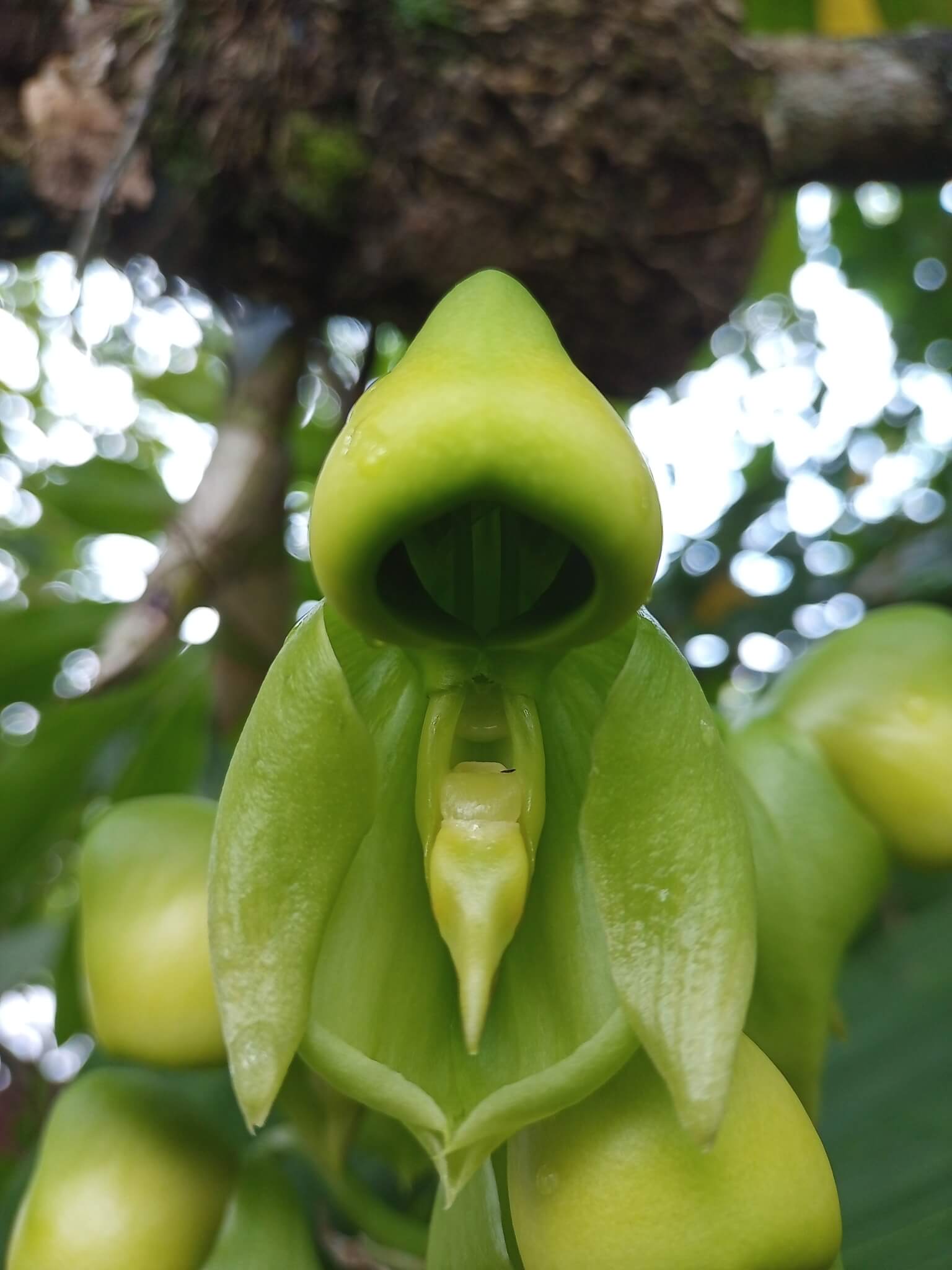 Catasetum integerrimum